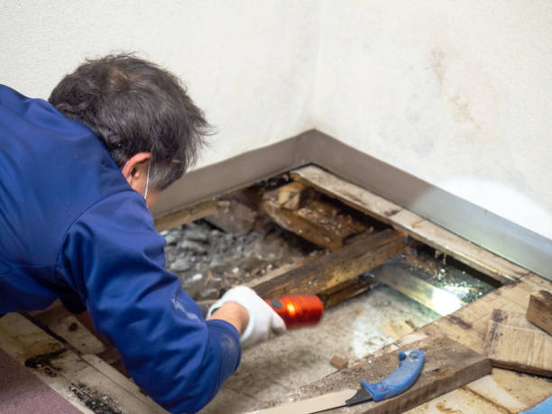 Best Mold Remediation Services  in El Dorado, KS