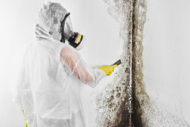 Home Mold Removal in El Dorado, KS