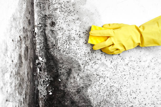 Best Mold Cleaning Services  in El Dorado, KS