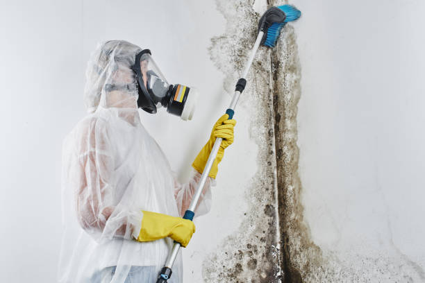 Best Mold Damage Repair  in El Dorado, KS