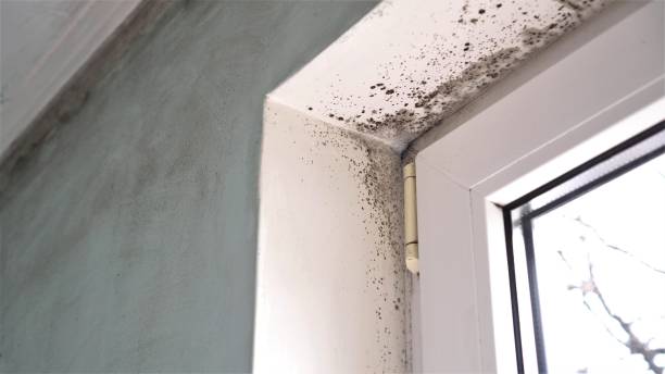 Best Local Mold Removal Service  in El Dorado, KS