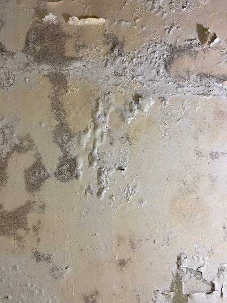 Best Certified Mold Removal  in El Dorado, KS