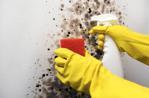 Best Black Mold Removal  in El Dorado, KS