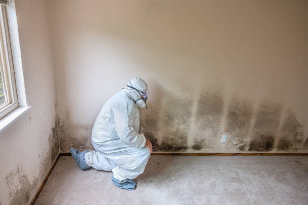 Mold Removal Process in El Dorado, KS