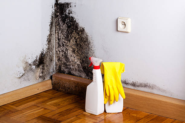 Best Same-Day Mold Removal  in El Dorado, KS