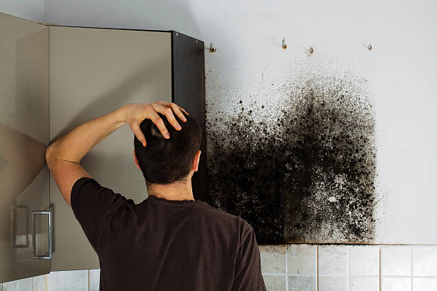 Best Fast Mold Removal  in El Dorado, KS