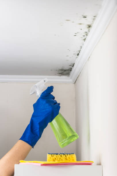 Best Fast Mold Removal  in El Dorado, KS