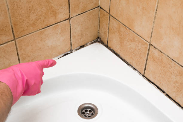 Best Home Mold Removal  in El Dorado, KS